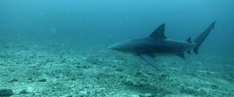 Diving the Bat Islands