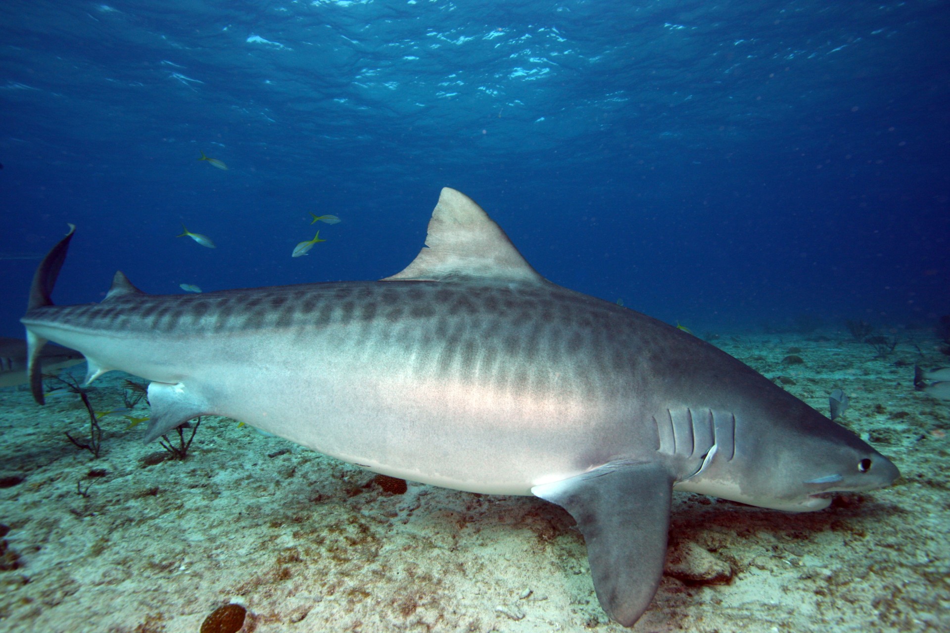tiger shark fiji