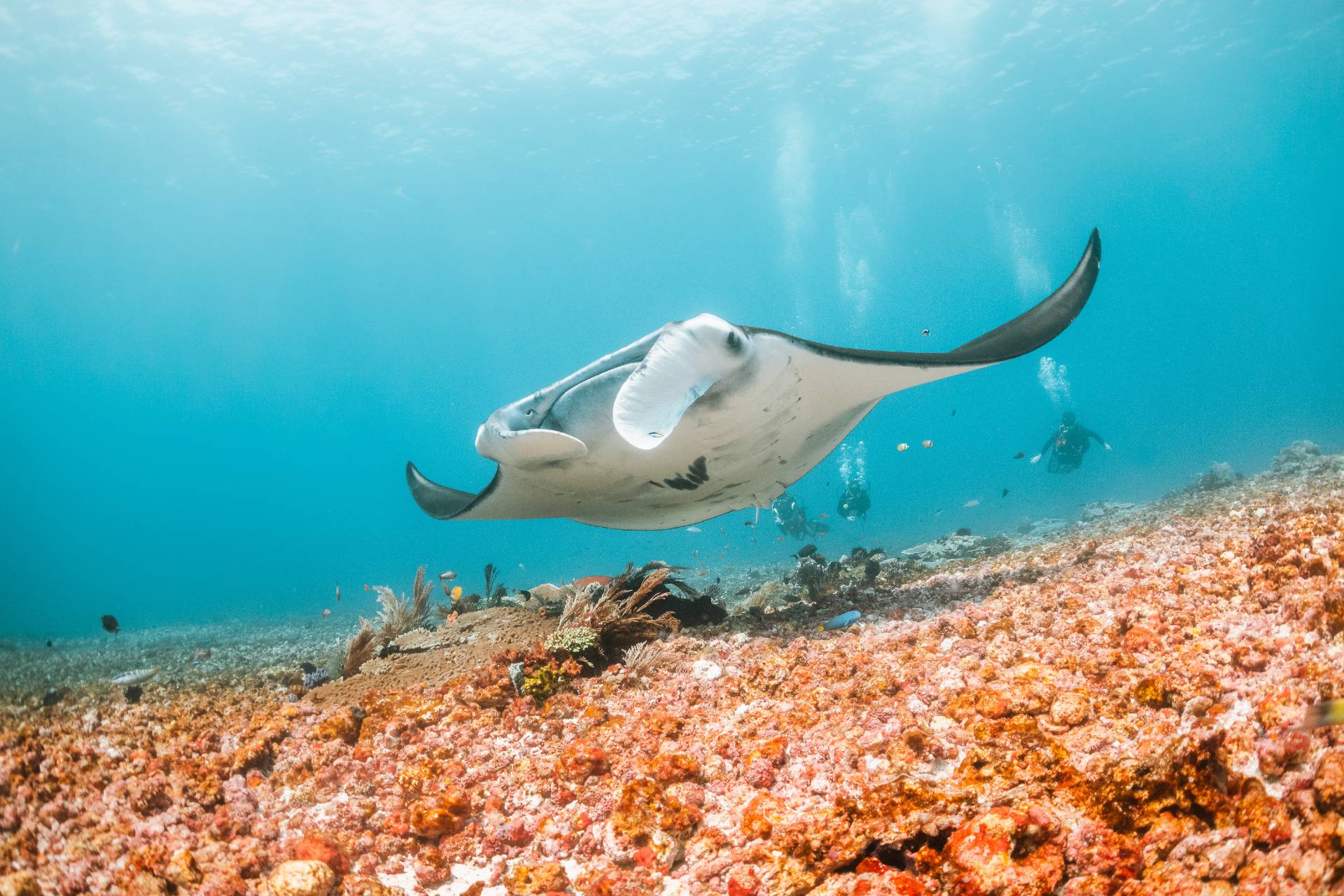 australia dive destinations