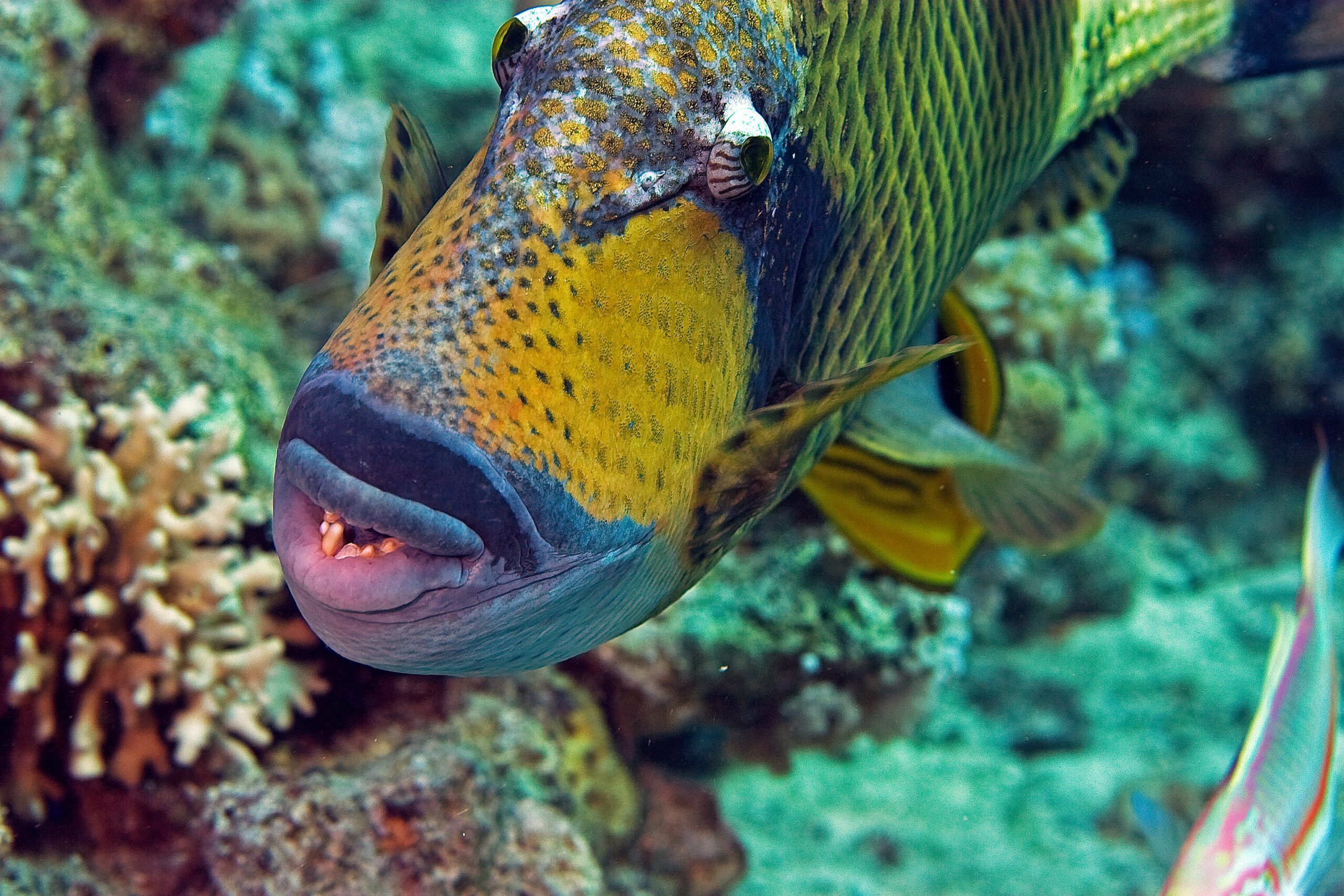 triggerfish bohol